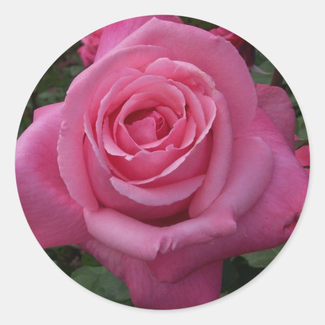 Rosa Rose Runder Aufkleber (Vorderseite)