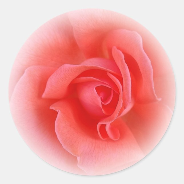 Rosa Rose Runder Aufkleber (Vorderseite)