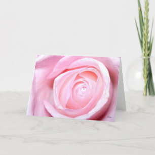 Rosa Rose, S Cyr Feiertagskarte