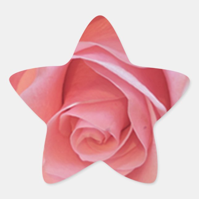 Rosa Rose Stern-Aufkleber (Vorderseite)