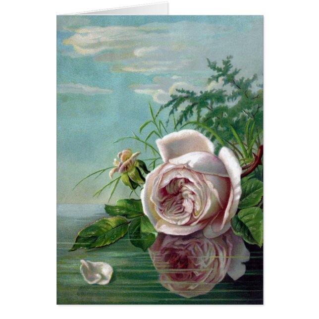 Rosa Rose über Wasser (Vorne)