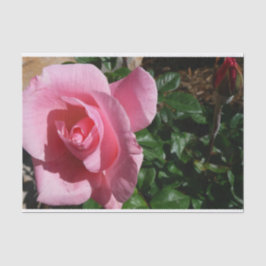 Rosa Rose und Bud Garden Seidenpapier