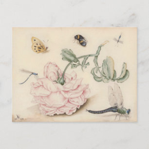 Rosa Rose und Insekten - 17. Jh. Postkarte