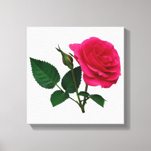Rosa Rose und Knospe Leinwanddruck