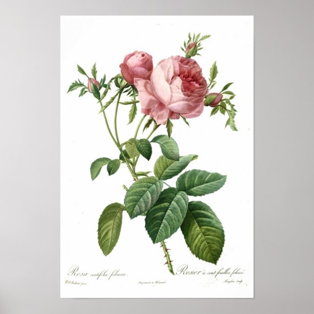 Rosa Rose von Redoute Poster (Vorne)