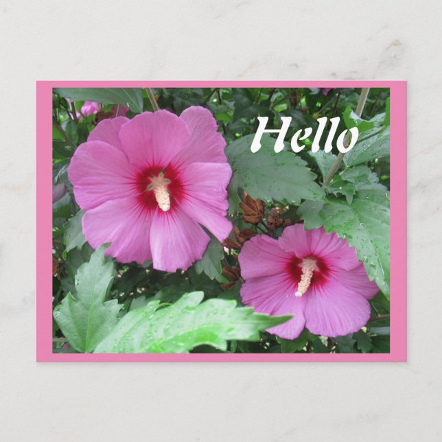 Rosa Rose von Sharon Blume Foto Hallo Postkarte (Vorderseite)