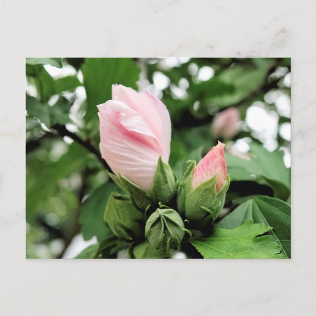 Rosa Rose von Sharon bud im Frühjahr Postkarte (Vorderseite)