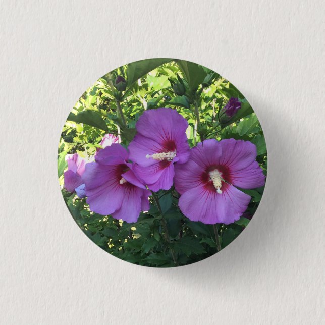 Rosa Rose von Sharon/Hibiskus Blume Foto Button (Vorderseite)