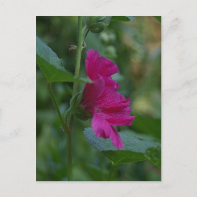 Rosa Rose von Sharon Postkarte (Vorderseite)