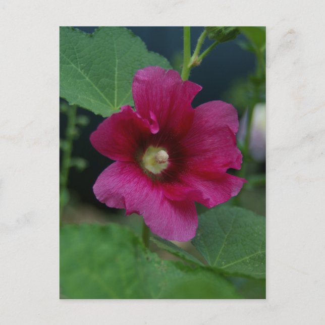 Rosa Rose von Sharon Postkarte (Vorderseite)