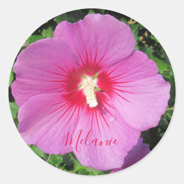 Rosa Rose von Sharon Waterdropps Petals Personalis Runder Aufkleber (Vorderseite)
