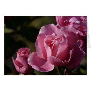 Rosa Rosen