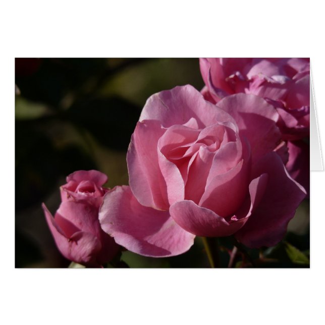 Rosa Rosen (Vorderseite (Horizontal))