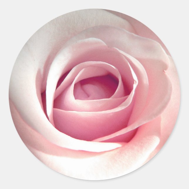 Rosa Rosen-Aufkleber Runder Aufkleber (Vorderseite)