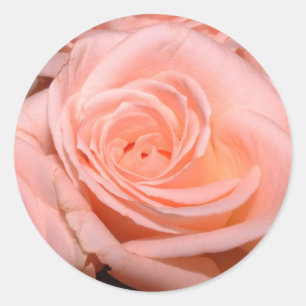 Rosa Rosen-Aufkleber Runder Aufkleber