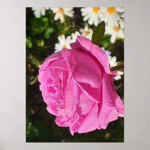 Rosa Rosen Blume Garten L'Ouche Kohl Poster