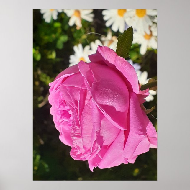Rosa Rosen Blume Garten L'Ouche Kohl Poster (Vorne)