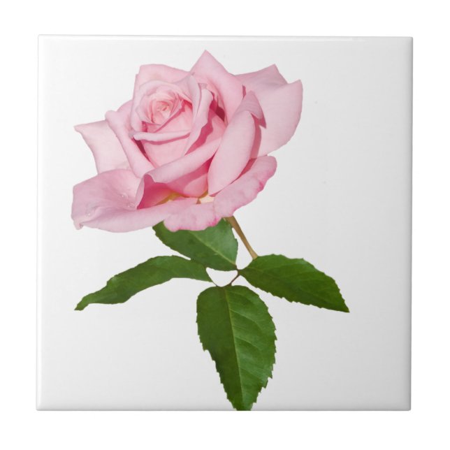 Rosa Rosen-Blume mit den Tau-Tropfen kundengerecht Fliese (Vorderseite)