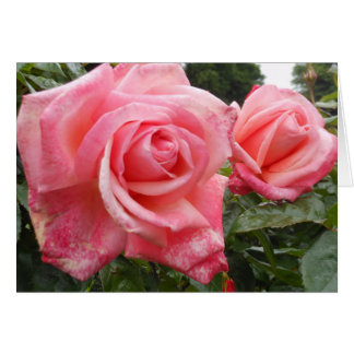 Rosa Rosen, botanischer Garten Belfasts, Ni