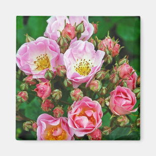 Rosa Rosen Druck Magnet