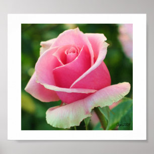 Rosa Rosen-Druck Poster