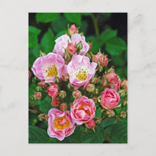 Rosa Rosen Druck Postkarte