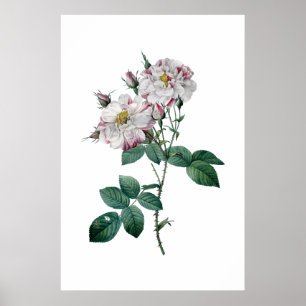 Rosa Rosen durch Redoute erstklassigen Poster