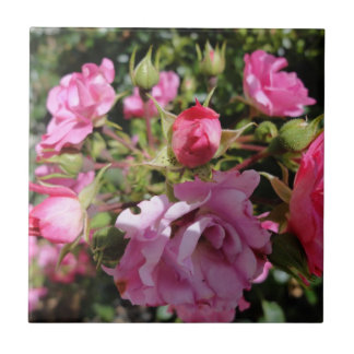 Rosa Rosen-Fliese Fliese