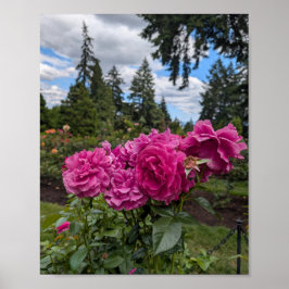 Rosa Rosen im Portland Rosengarten Poster