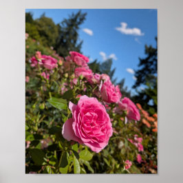 Rosa Rosen in einem sonnigen Portland Rosengarten Poster