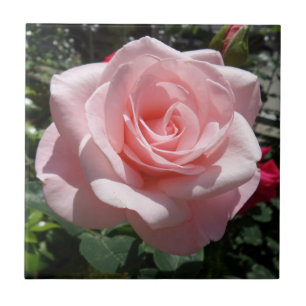 Rosa Rosen-kleine (4,25" x 4,25") Fliese