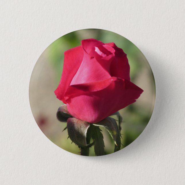 Rosa Rosen-Knopf Button (Vorderseite)