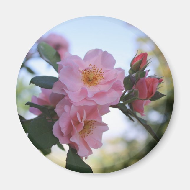 Rosa Rosen Magnet (Vorne)