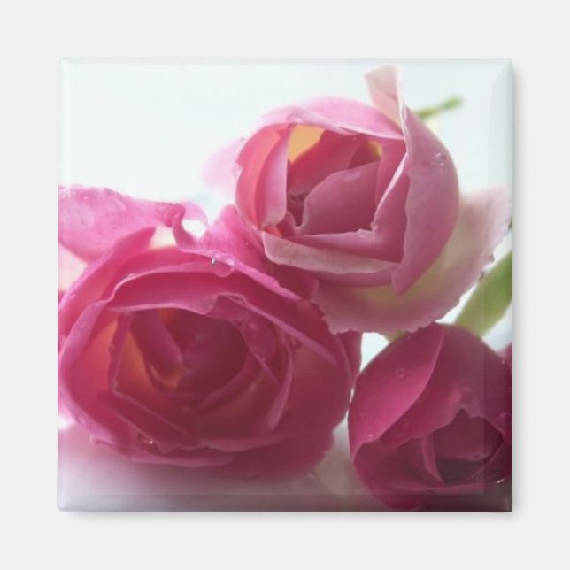 Rosa Rosen Magnet (Vorne)