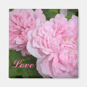 Rosa Rosen Magnet