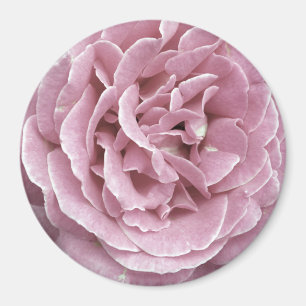 Rosa Rosen-Magneten Magnet