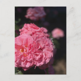 Rosa Rosen Postkarte