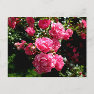 rosa Rosen Postkarte