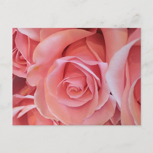 Rosa Rosen Postkarte (Vorderseite)