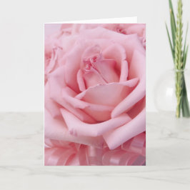 Rosa Rosen VI Feiertagskarte