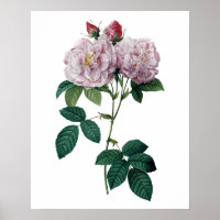 Rosa Rosen von Redoute Premium-Qualität Druck