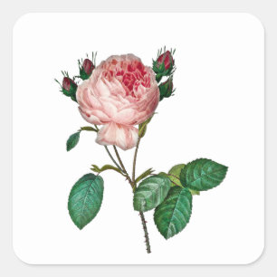Rosa Rosenaufkleber Quadratischer Aufkleber