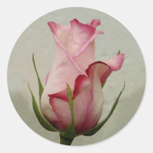 Rosa Rosenaufkleber Runder Aufkleber