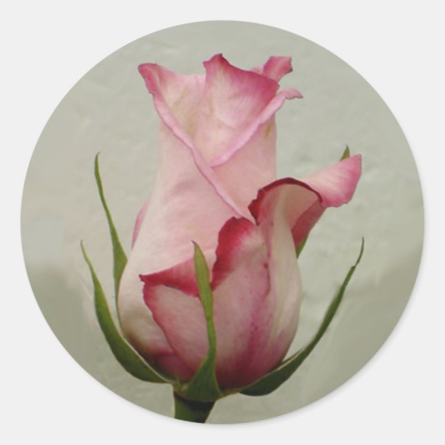 Rosa Rosenaufkleber Runder Aufkleber (Vorderseite)