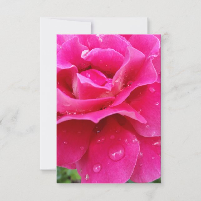 Rosa Rosenblätter (Vorderseite)