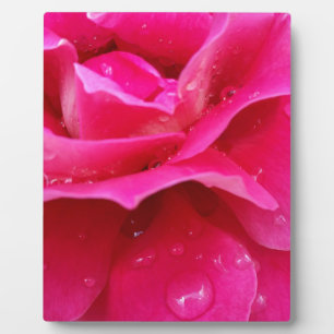 Rosa Rosenblätter Fotoplatte