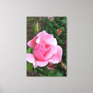Rosa Rosenblüte Leinwanddruck