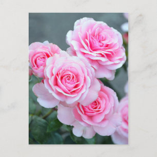 Rosa Rosenblüten Postkarte