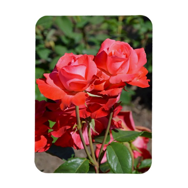 Rosa Rosendruckmagnet Magnet (Vertikal)