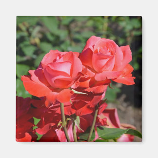 Rosa Rosendruckmagnet Magnet